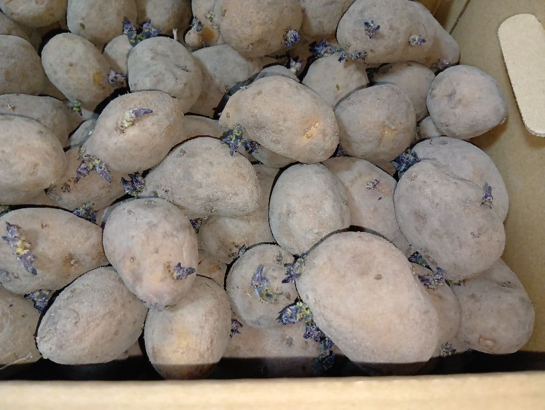 インカのめざめ 種芋 7kg④