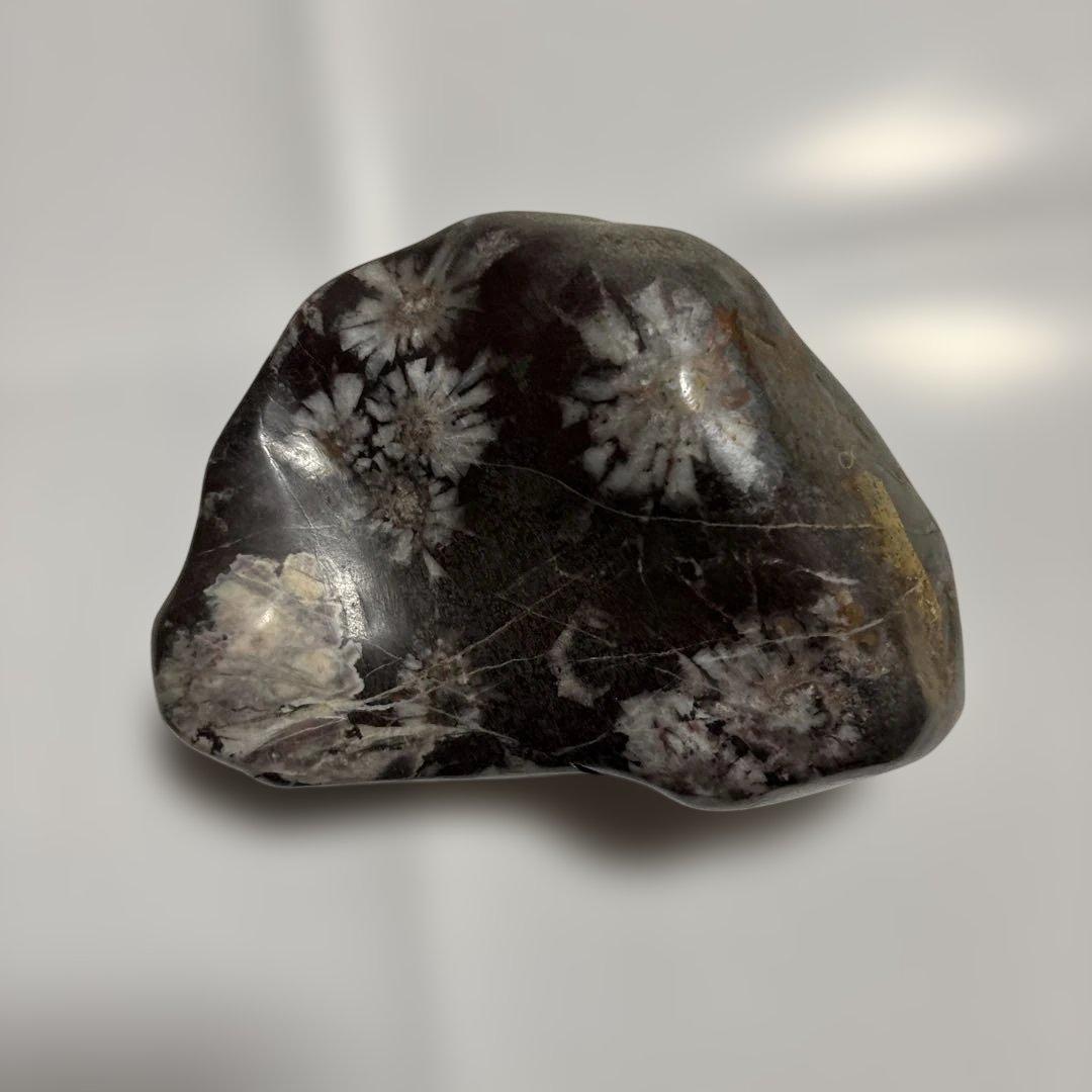 菊花石　　大
