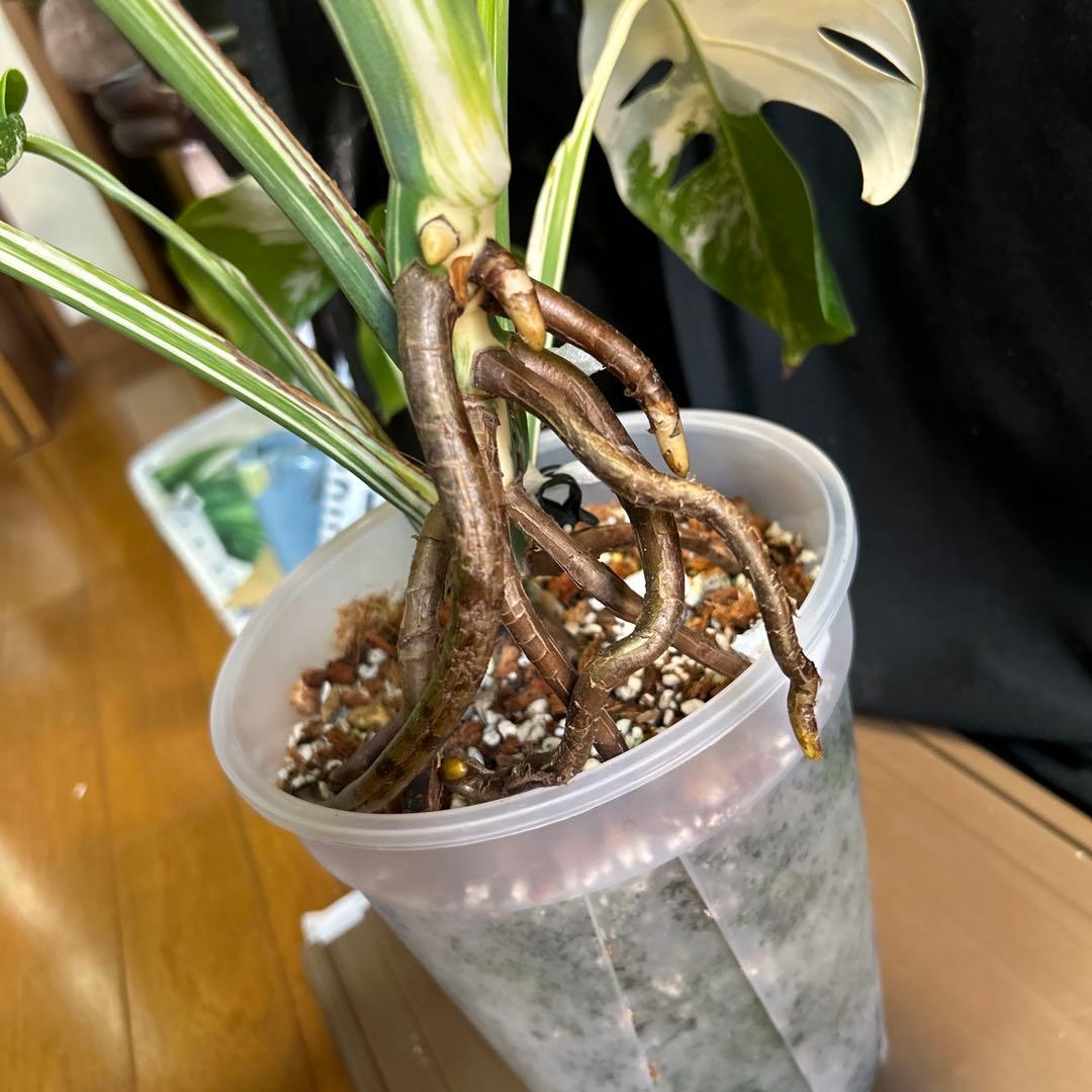 モンステラボルシギアナホワイトタイガー鉢植えまま発送