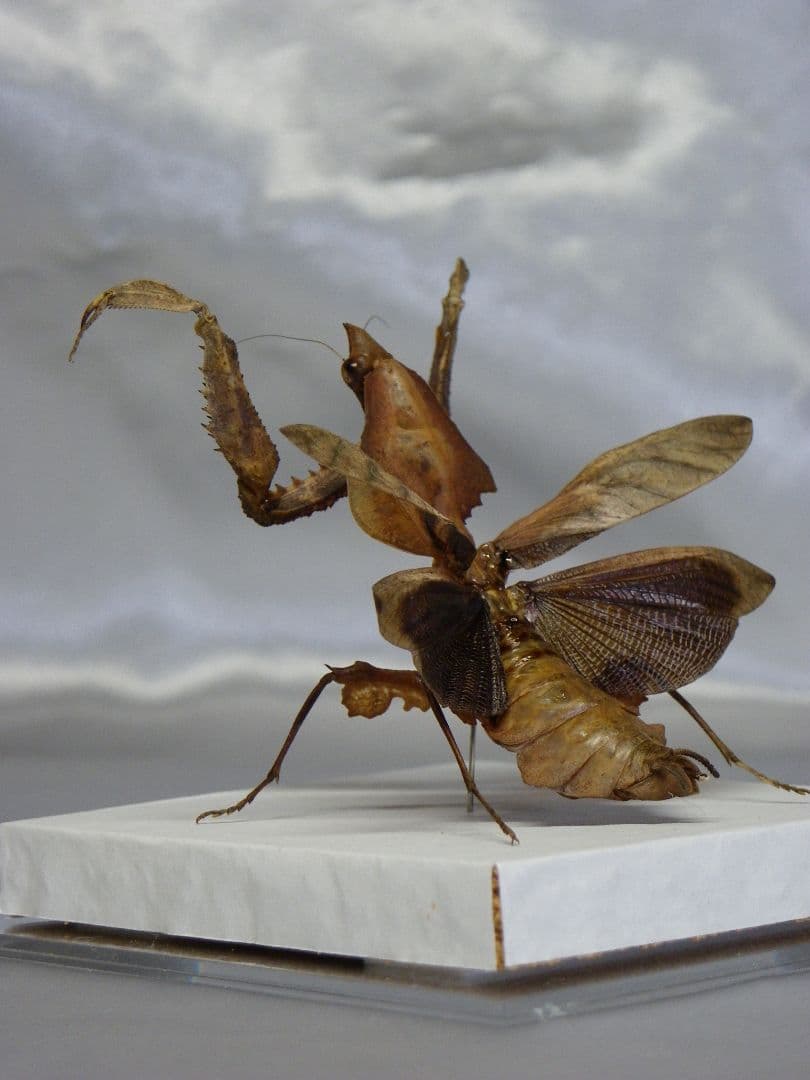 マオウカレハカマキリ ♀ 立体標本　魔王枯葉
