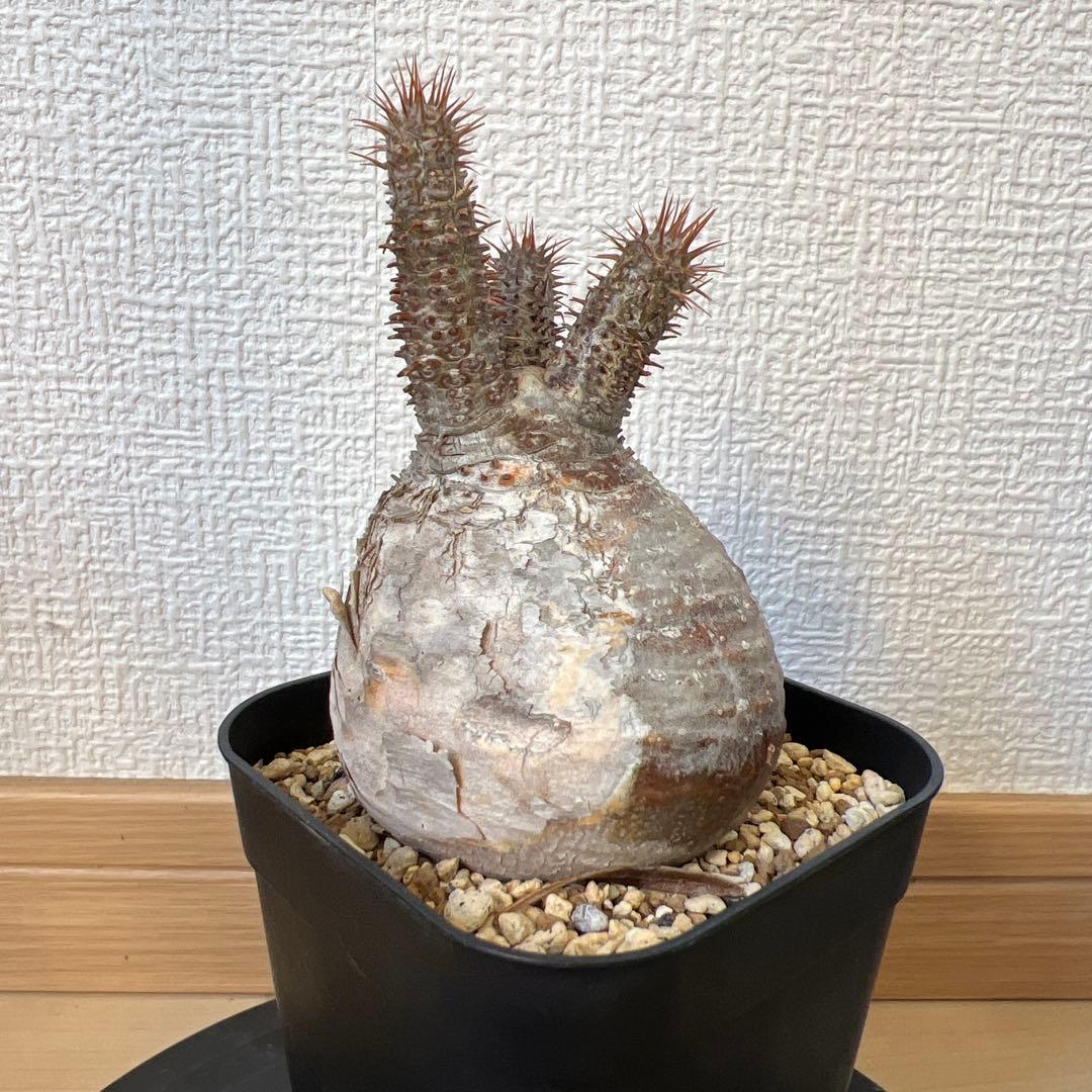 グラキリス　現地球　発根済み