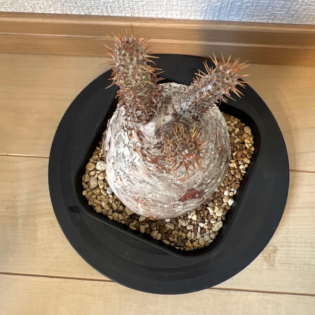 グラキリス　現地球　発根済み