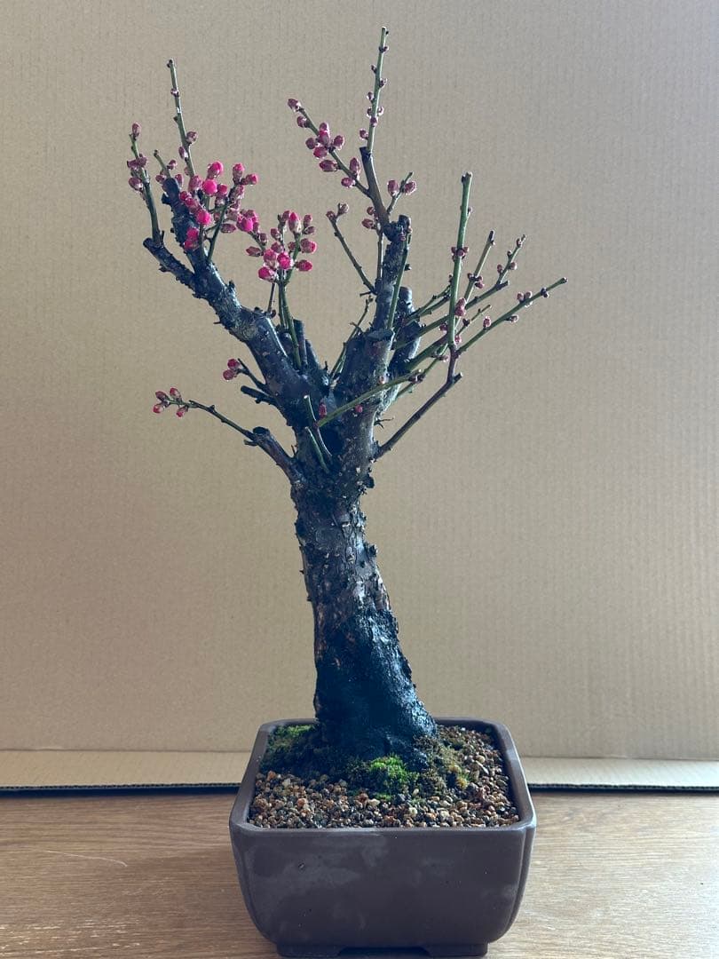 盆栽 梅 紅梅-2