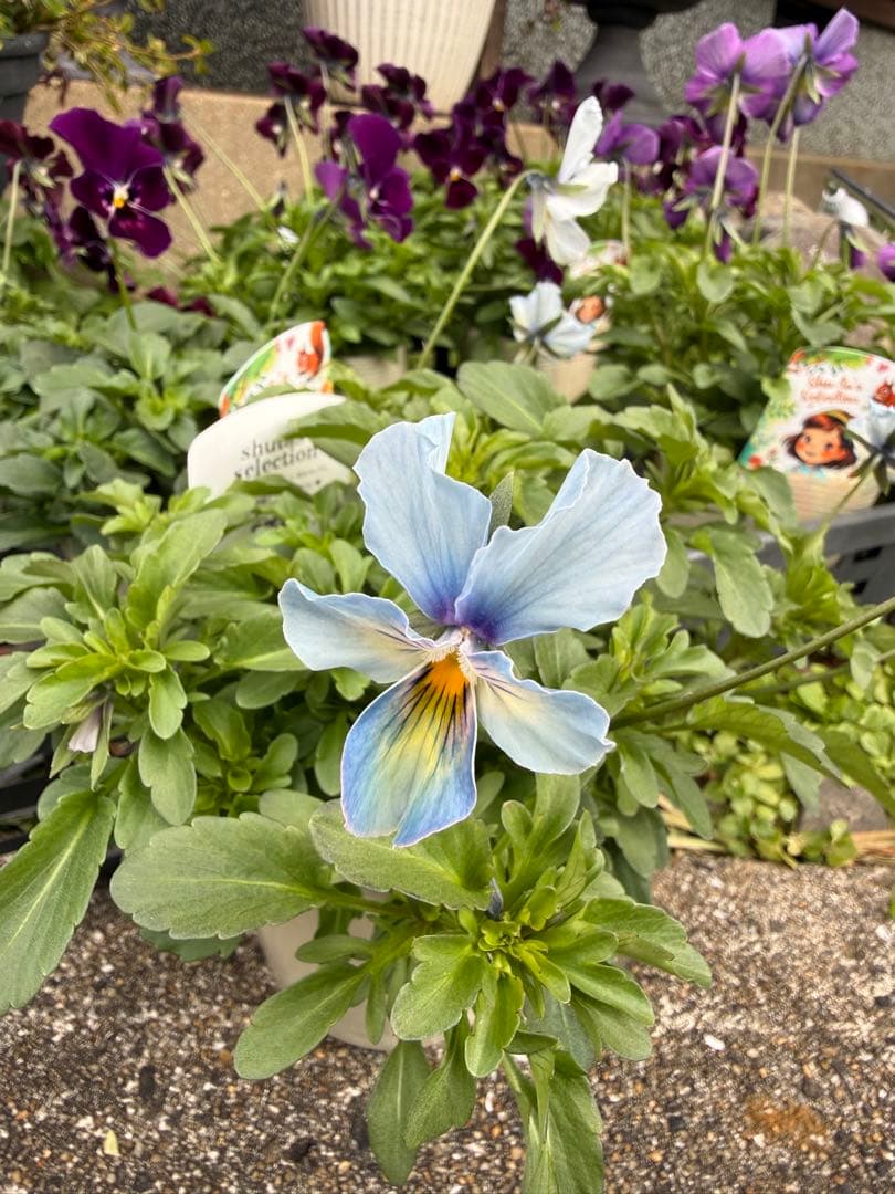 花 tami