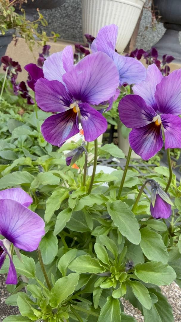 花 tami