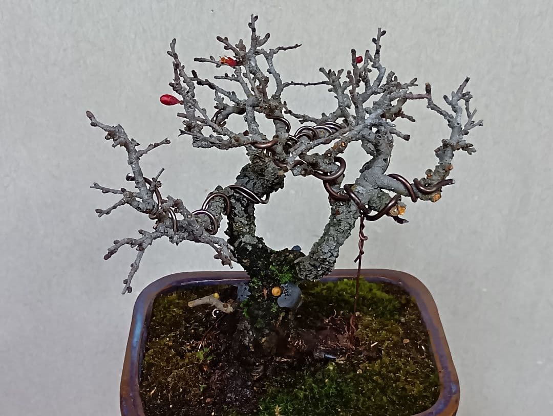 長寿梅赤花