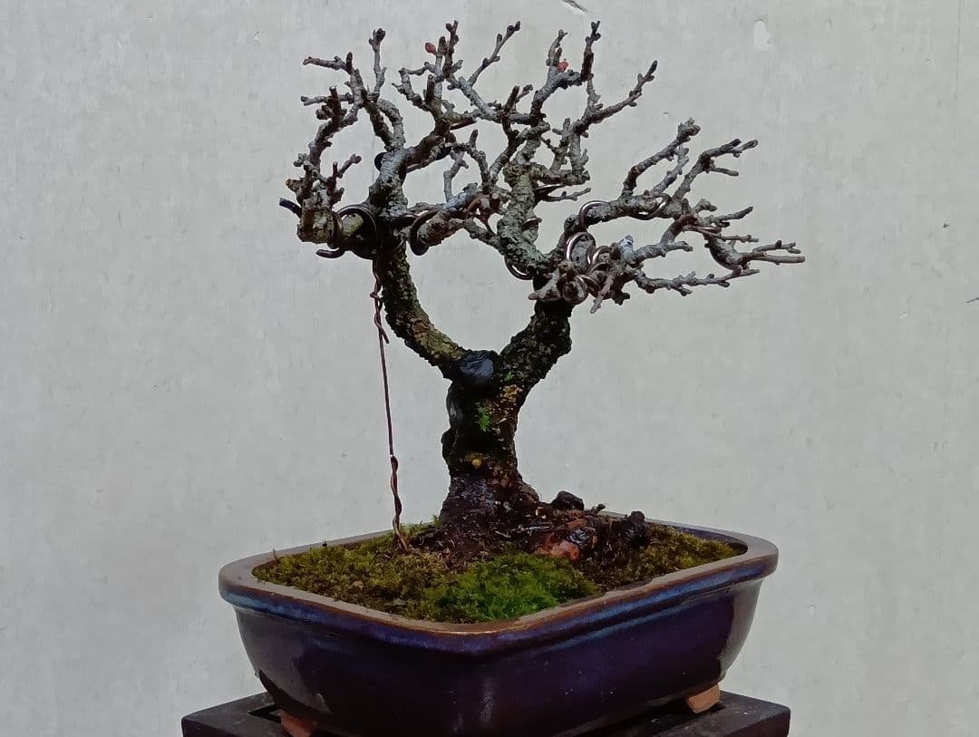 長寿梅赤花