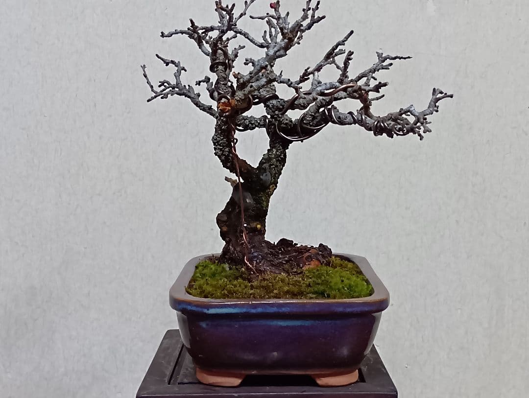 長寿梅赤花