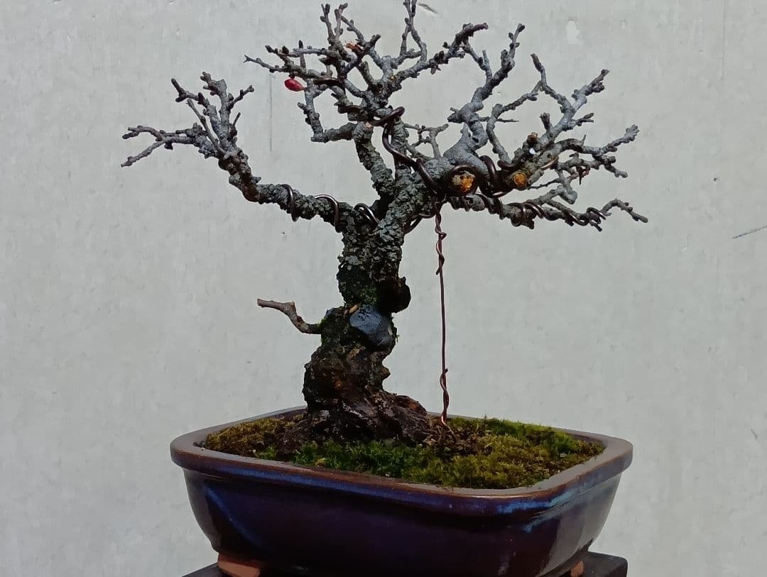 長寿梅赤花