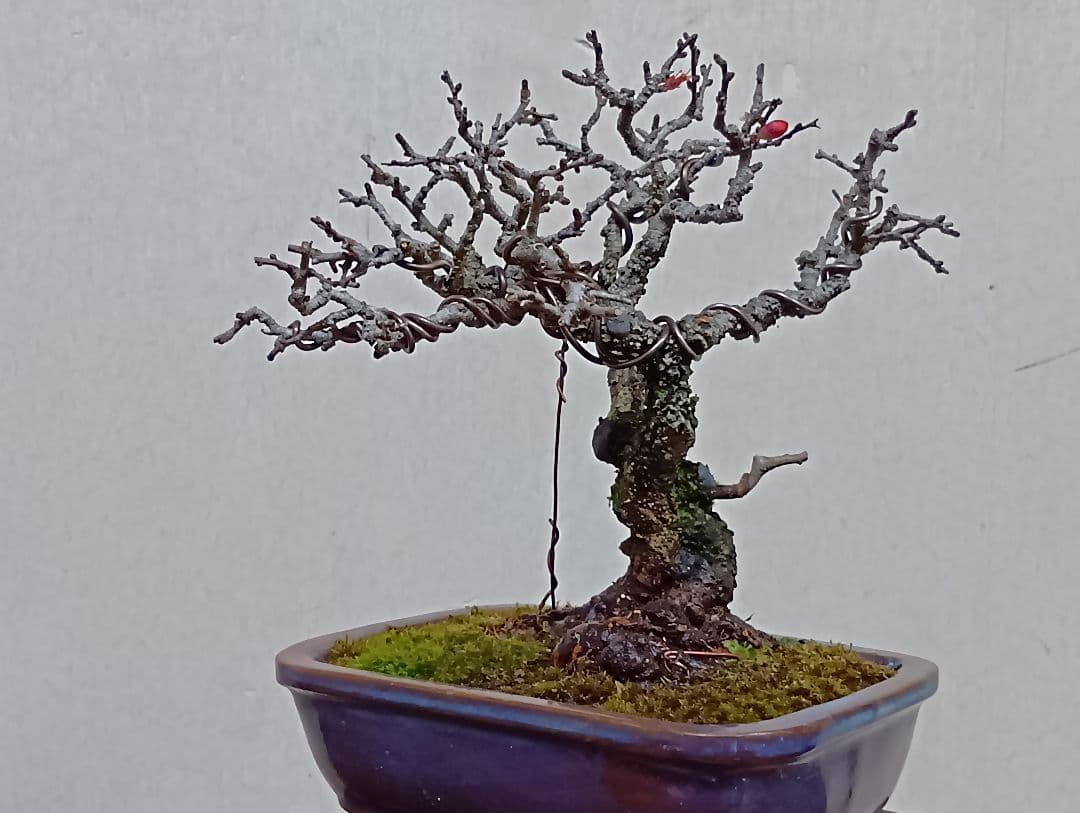 長寿梅赤花