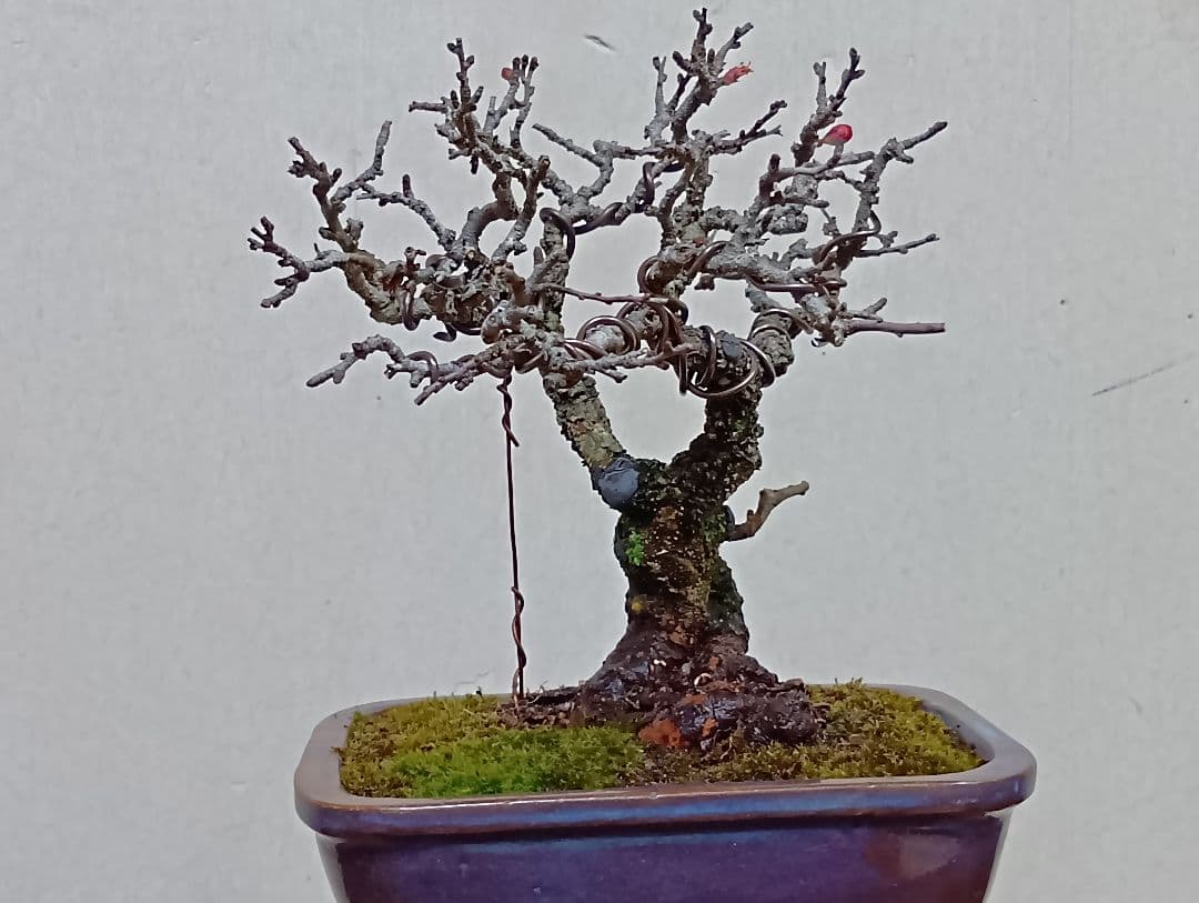 長寿梅赤花