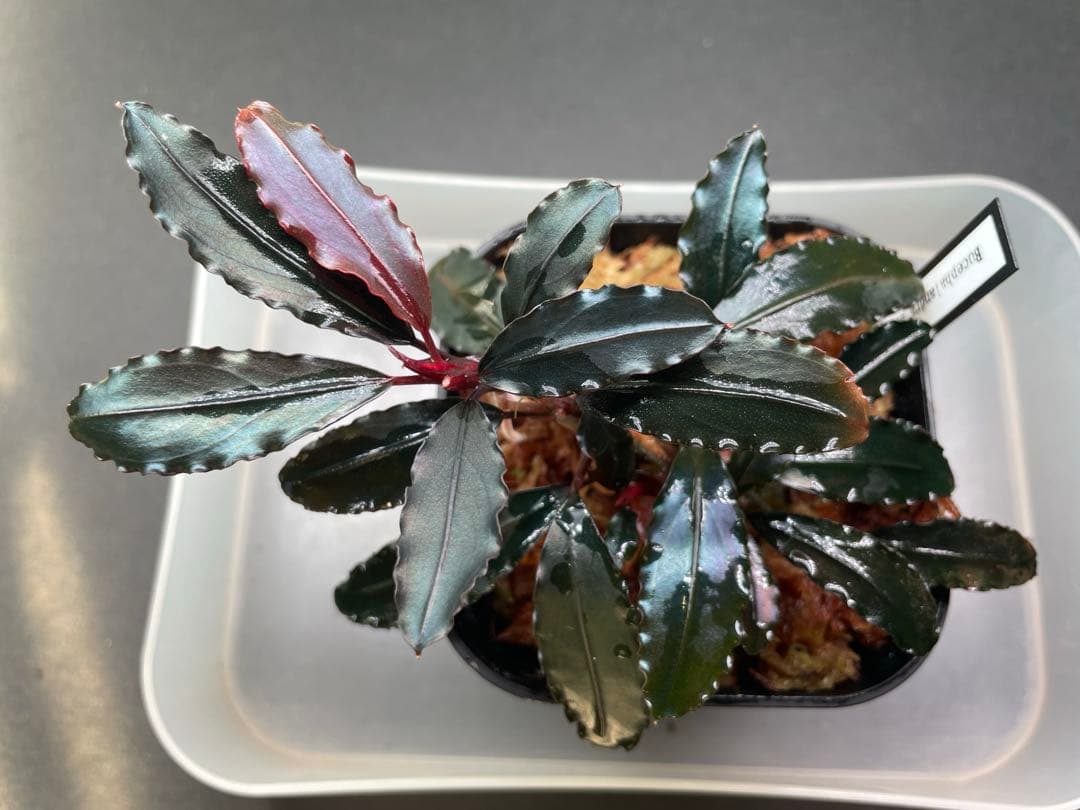 オ*ガ様 Bucephalandra sp Red walts
