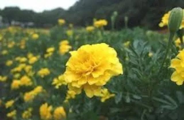 里芋の種、大量千粒＋マリーゴールド花種＋全国匿名送料無料です