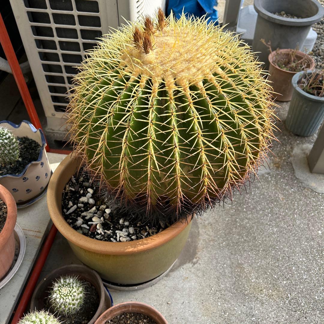 球形サボテン