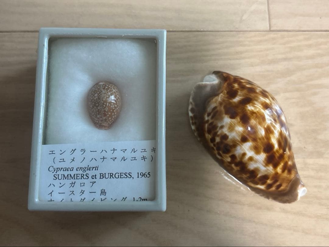 コレクション mmm