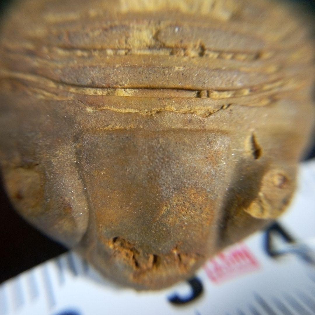 三葉虫　化石　fossil　ボリビア産　trilobite　海生動物個体③