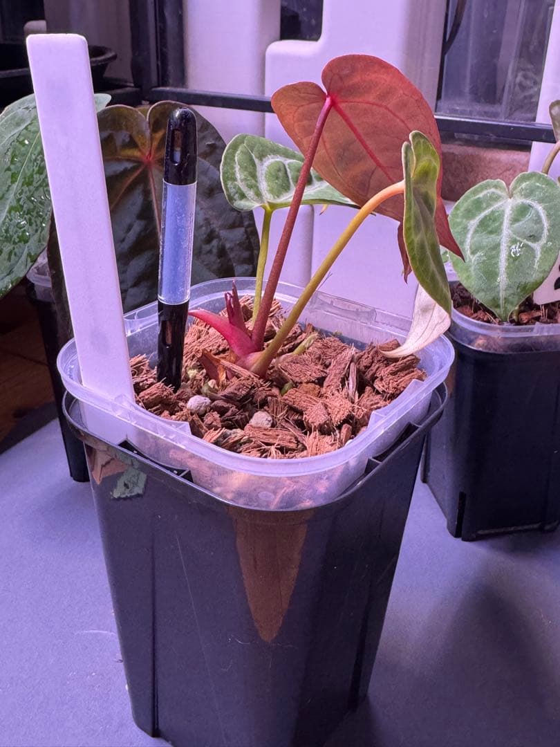 アンスリウム　Anthurium \"Red Crystallinum'