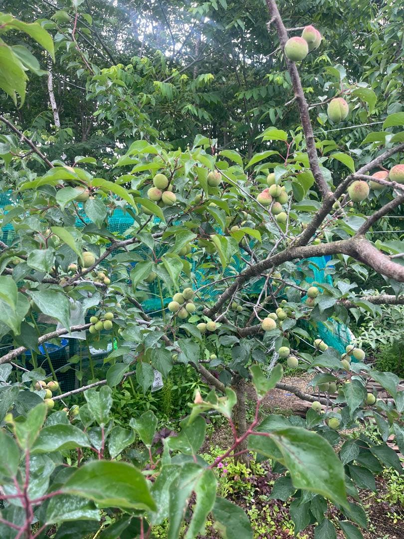 南高梅　成木　樹齢8年