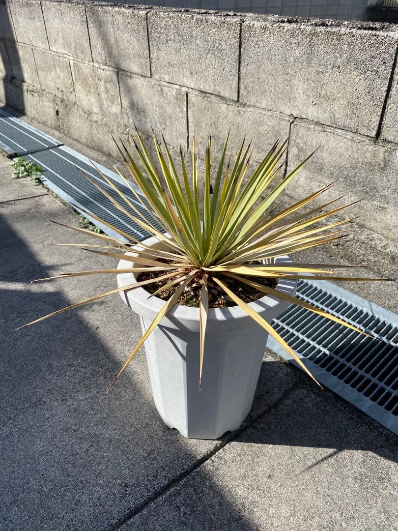 ユッカ ロストラータ　ロックガーデン　ドライガーデン　アガベ　塊根植物