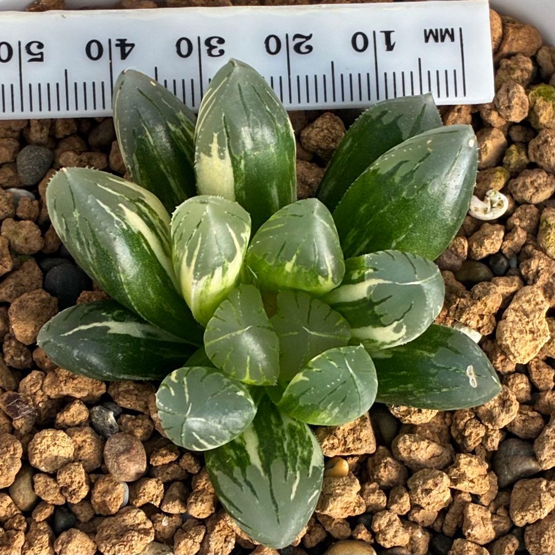 紅小町　ハオルチア　多肉植物　オブツーサ錦