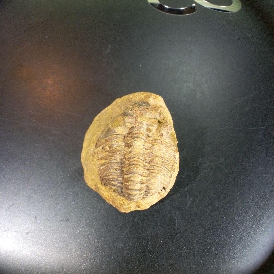 三葉虫　化石　fossil　海　ボリビア産　trilobite　海生動物種別①