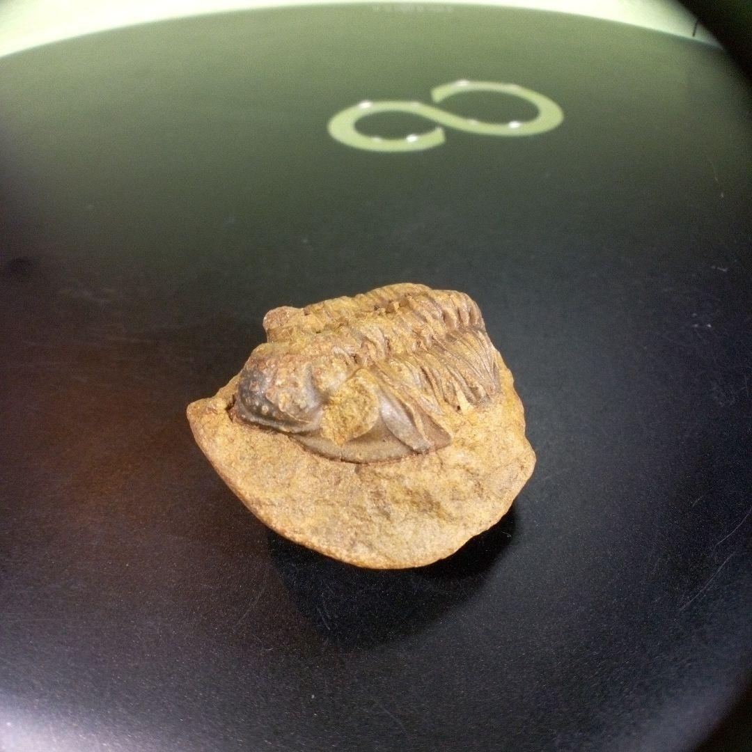 三葉虫　化石　fossil　海　ボリビア産　trilobite　海生動物種別①