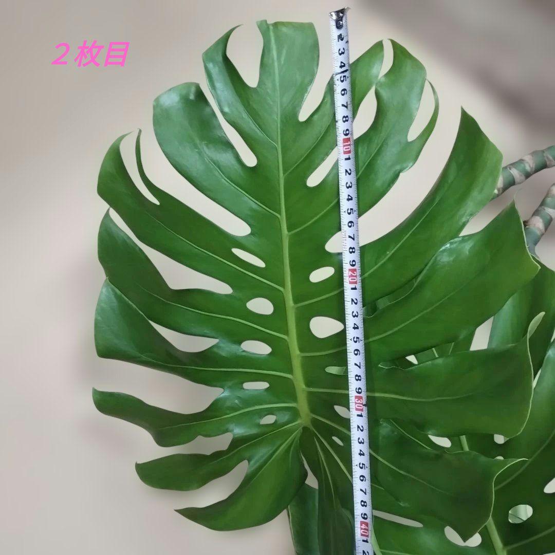 モンステラ ３本セット　木質化幹立ち根上り