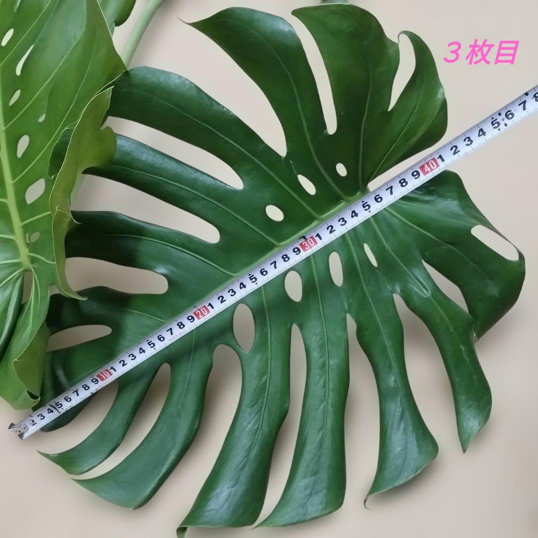 モンステラ ３本セット　木質化幹立ち根上り