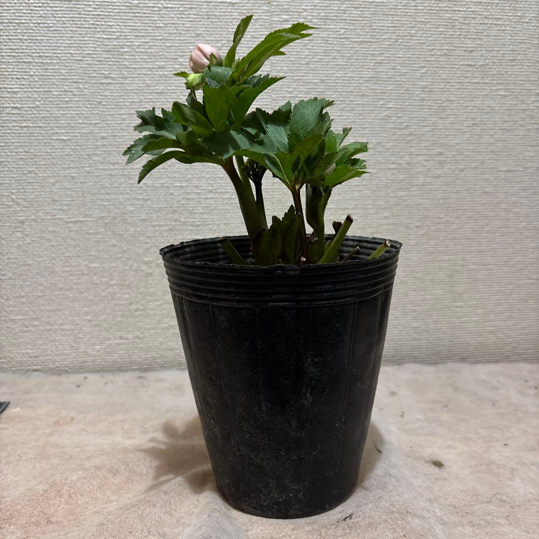 まい①