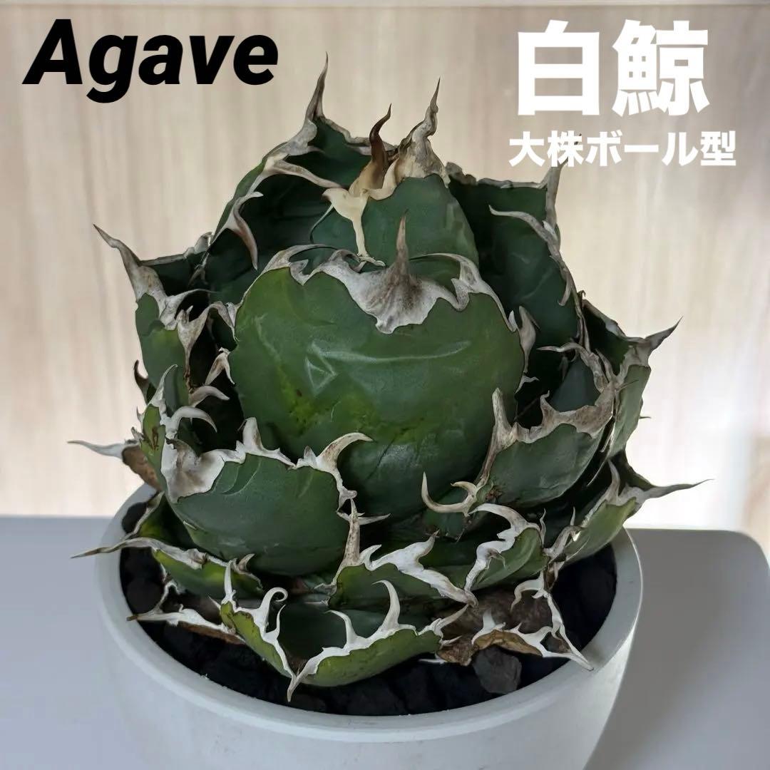 アガべ　白鯨　大株　ボール型完成形