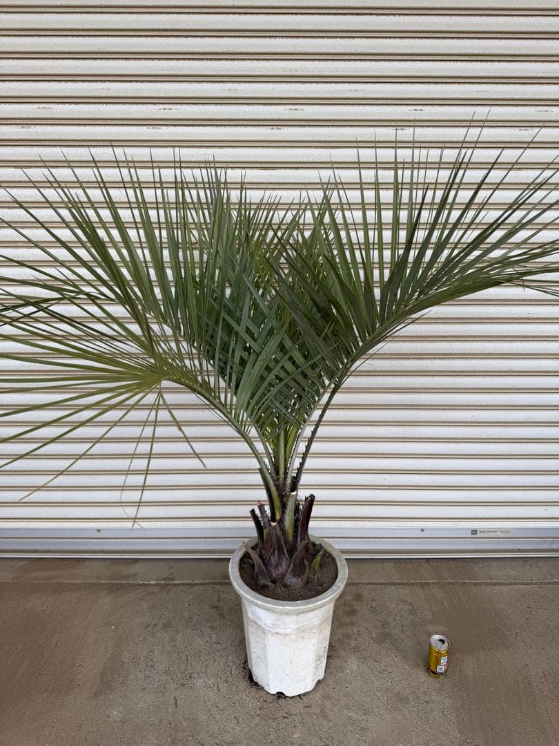 送料込み　ココスヤシ　シルバーリーフ　幹太　鉢植え　庭木　シンボルツリー