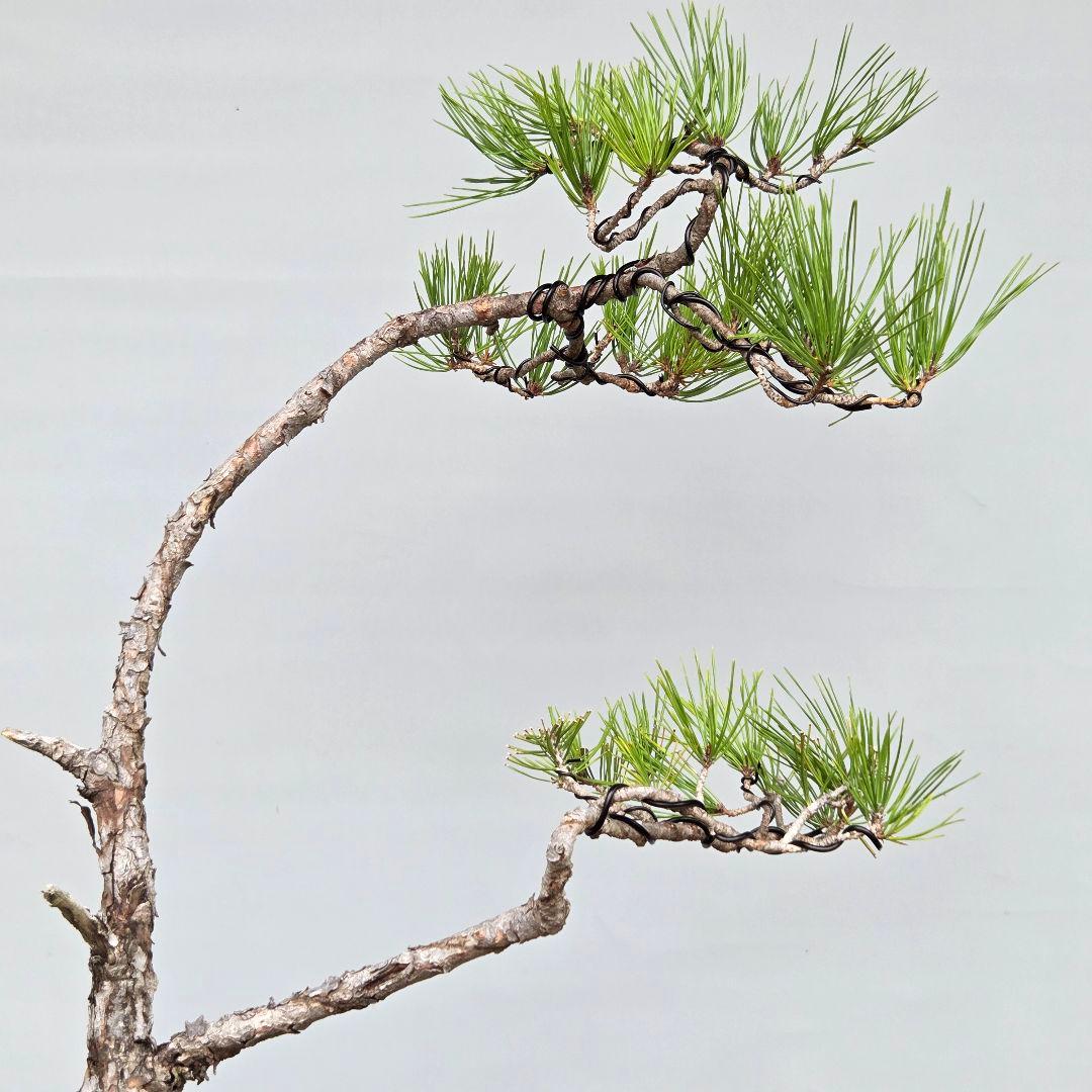 赤松　[文人風斜幹木]　大品盆栽