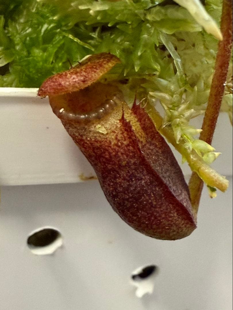 食虫植物N. rajah x villosa #NNN