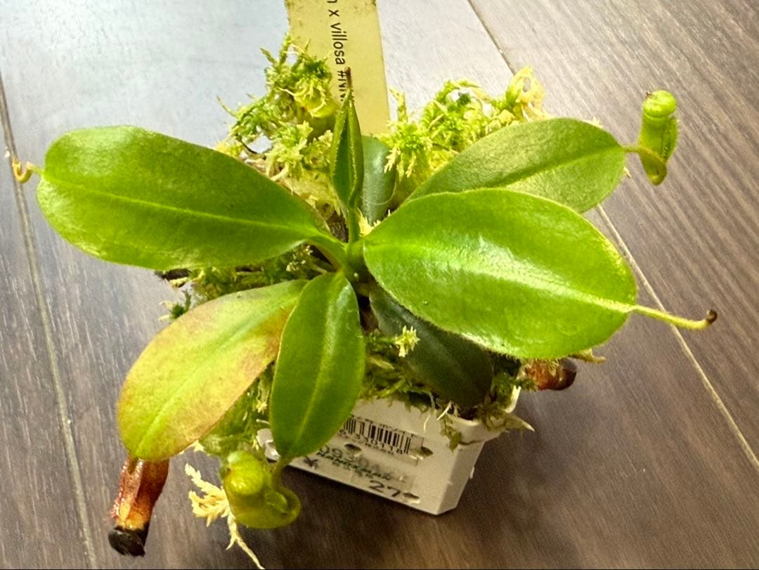 食虫植物N. rajah x villosa #NNN