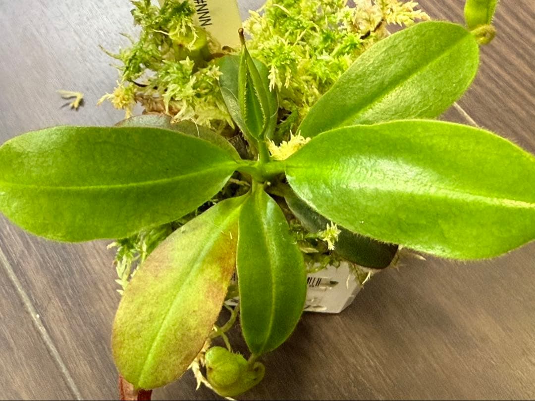 食虫植物N. rajah x villosa #NNN
