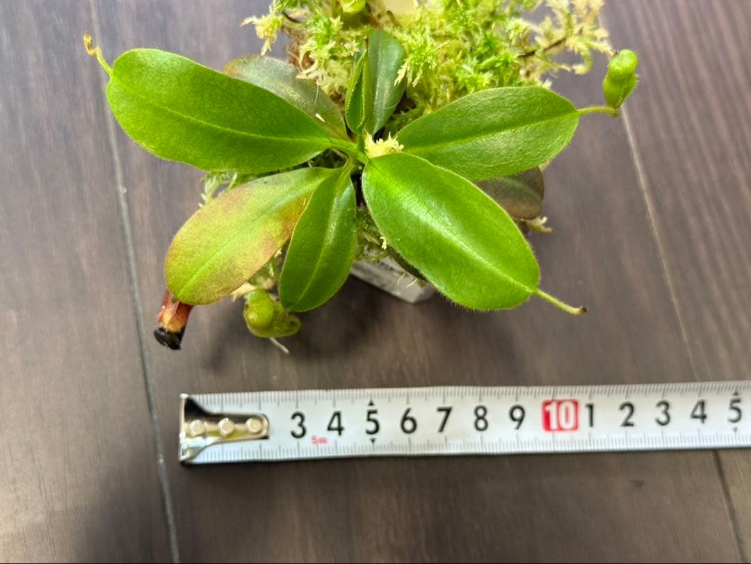 食虫植物N. rajah x villosa #NNN