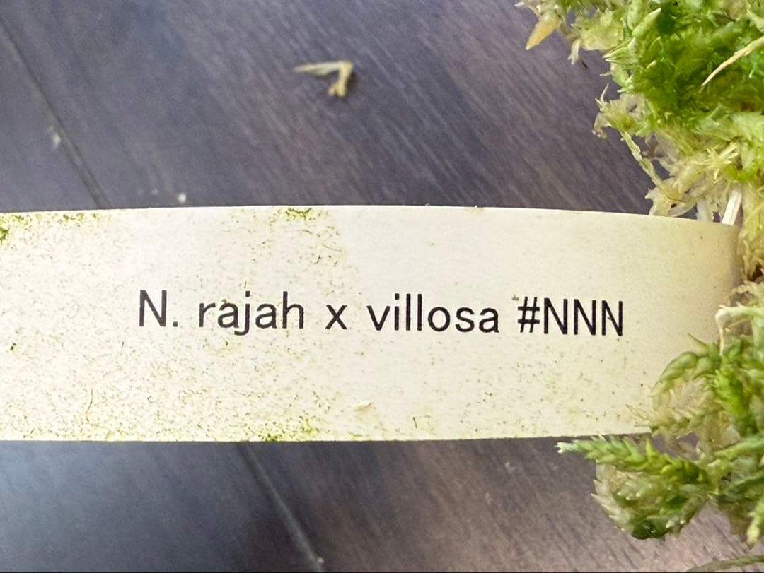 食虫植物N. rajah x villosa #NNN