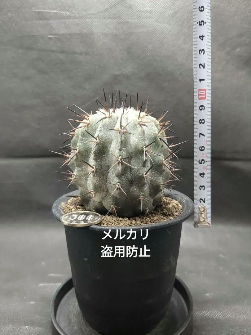 選抜株　Copiapoa　コピアポア シネレア　黒王丸