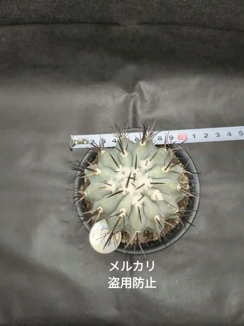 選抜株　Copiapoa　コピアポア シネレア　黒王丸