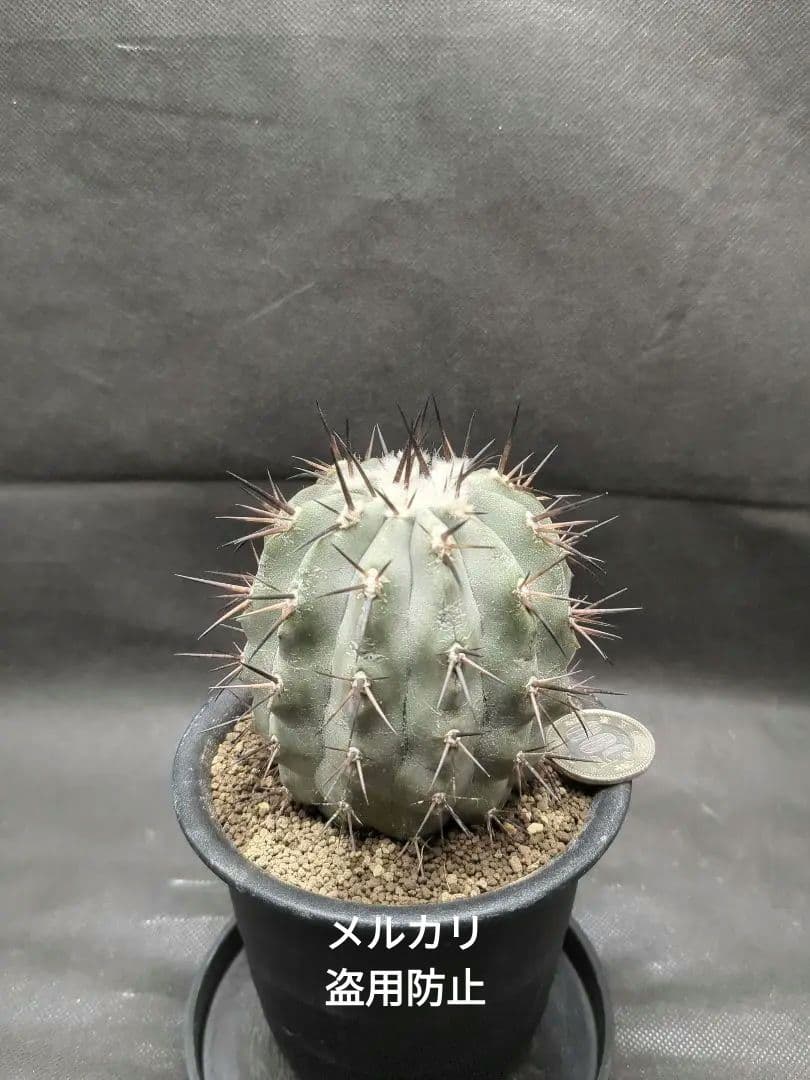 選抜株　Copiapoa　コピアポア シネレア　黒王丸