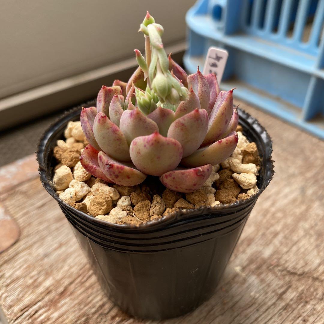 GWセール　多肉植物　チョコゴーサ　韓国苗