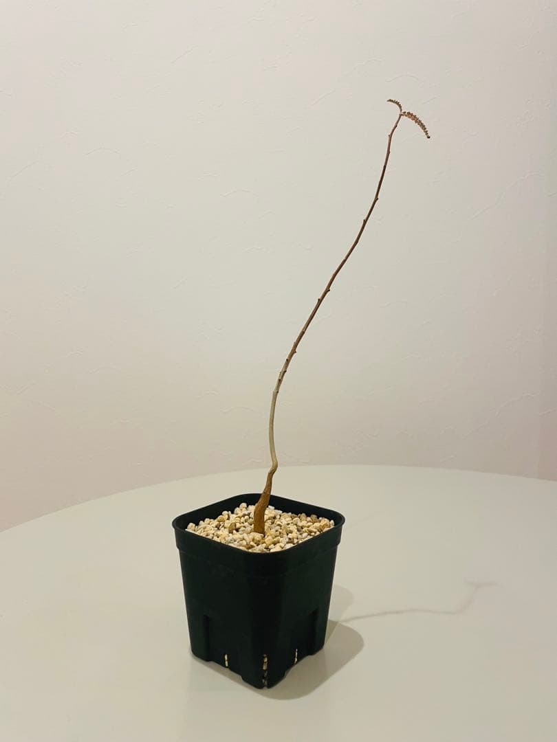 ボスウェリア ソコトラナ（銀葉タイプ）