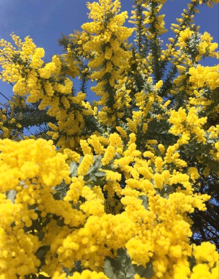 m_flower② ミモザ　保水有り　100サイズ発送　生花　切り花