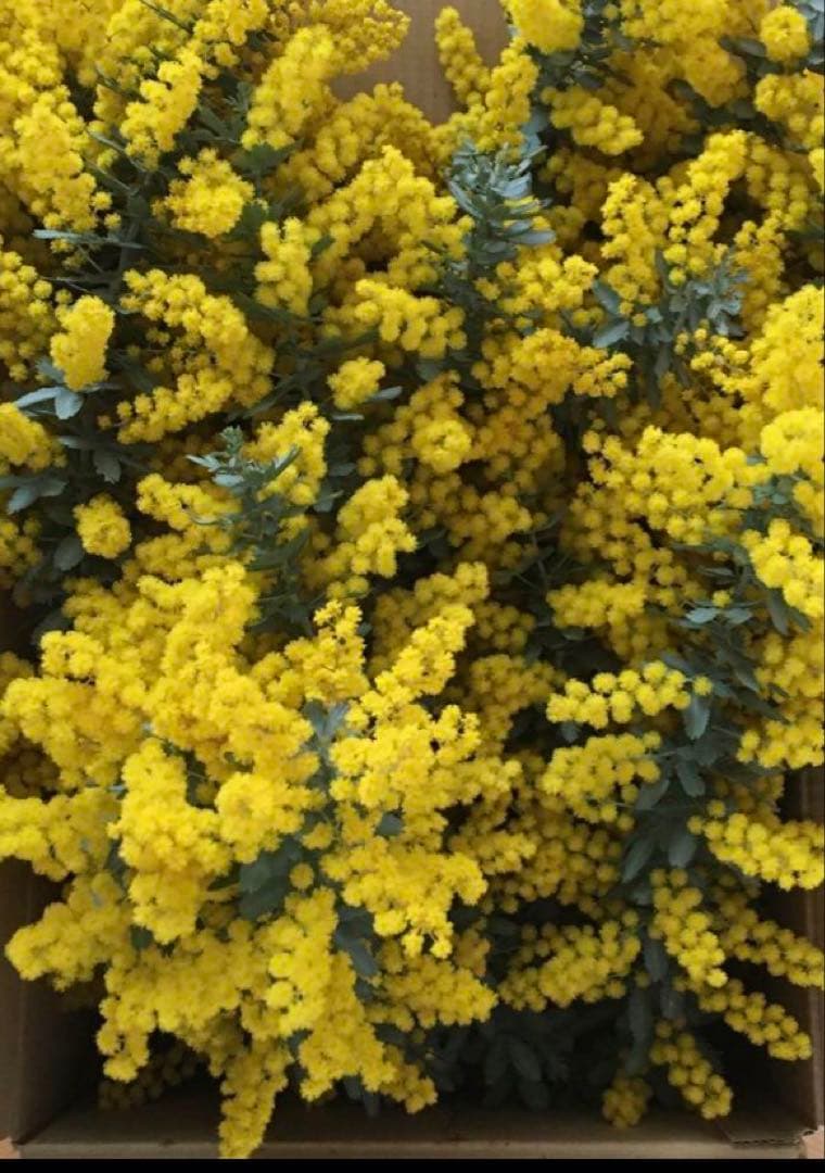 m_flower② ミモザ　保水有り　100サイズ発送　生花　切り花