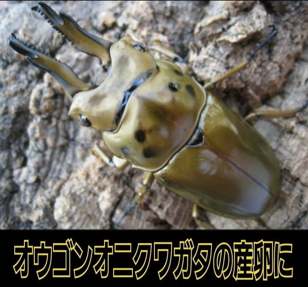 ４本セット！最強のクワガタ産卵木　特大サイズで爆産！植菌カワラ材　加水不用