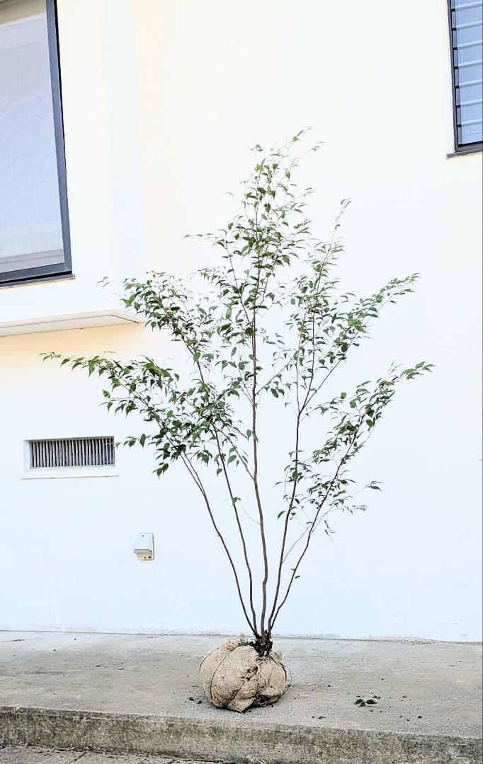 秀逸。山採りハイノキ。