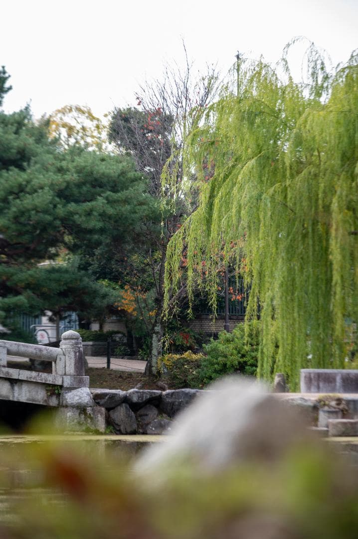 Nikon Z6 ボディ