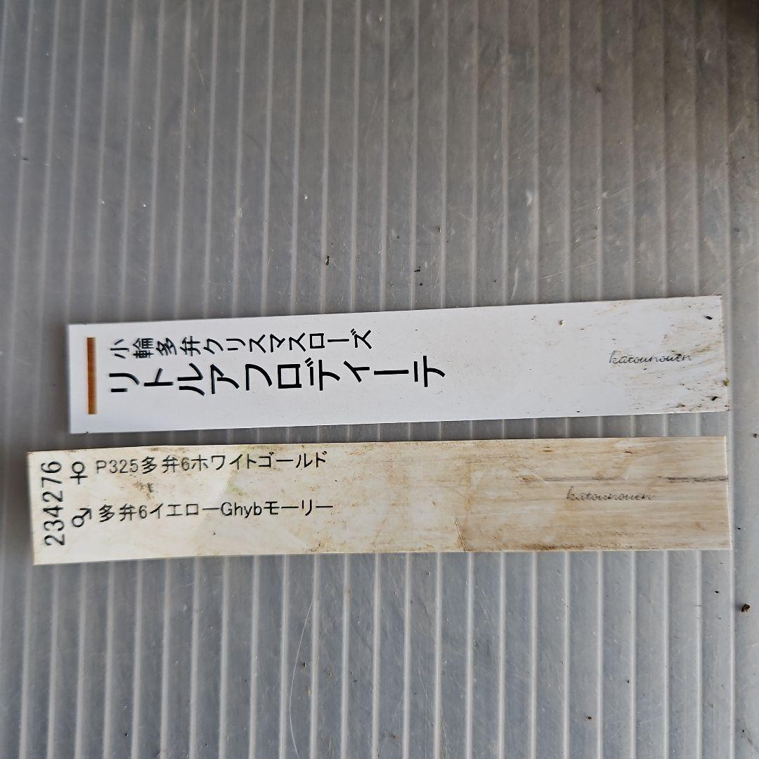 ㉖-428クリスマスローズ