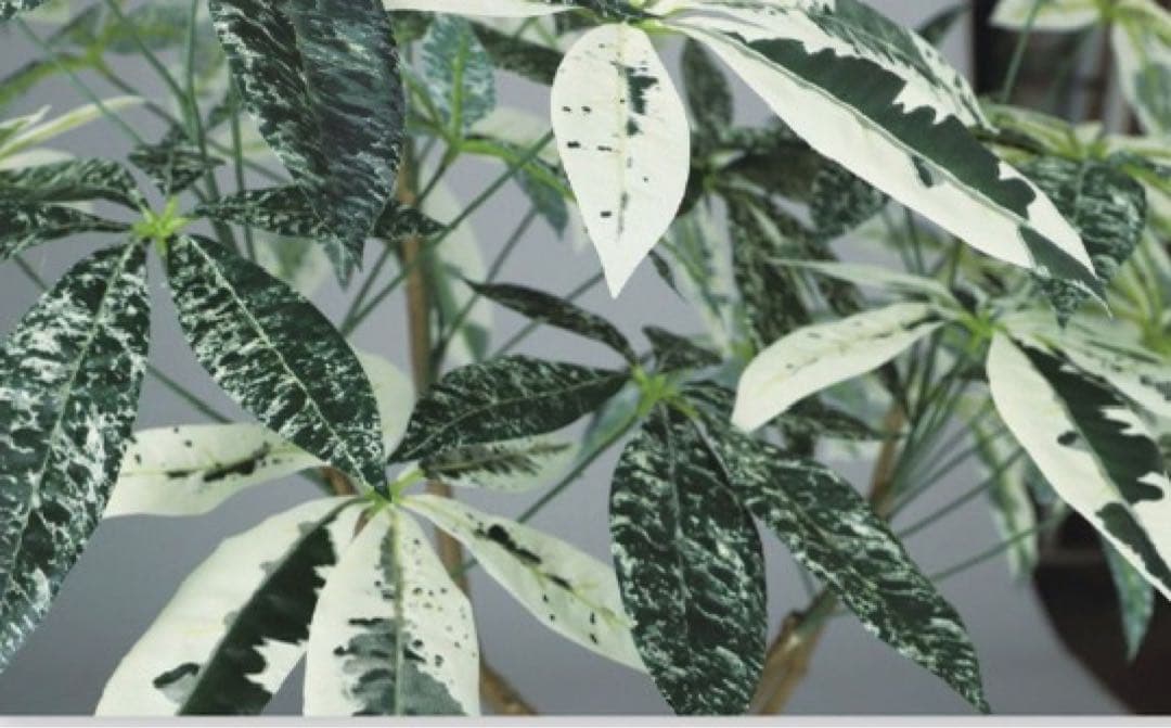 光触媒　人工観葉植物　フェイクグリーン　パキラミルキーウェイ150FST