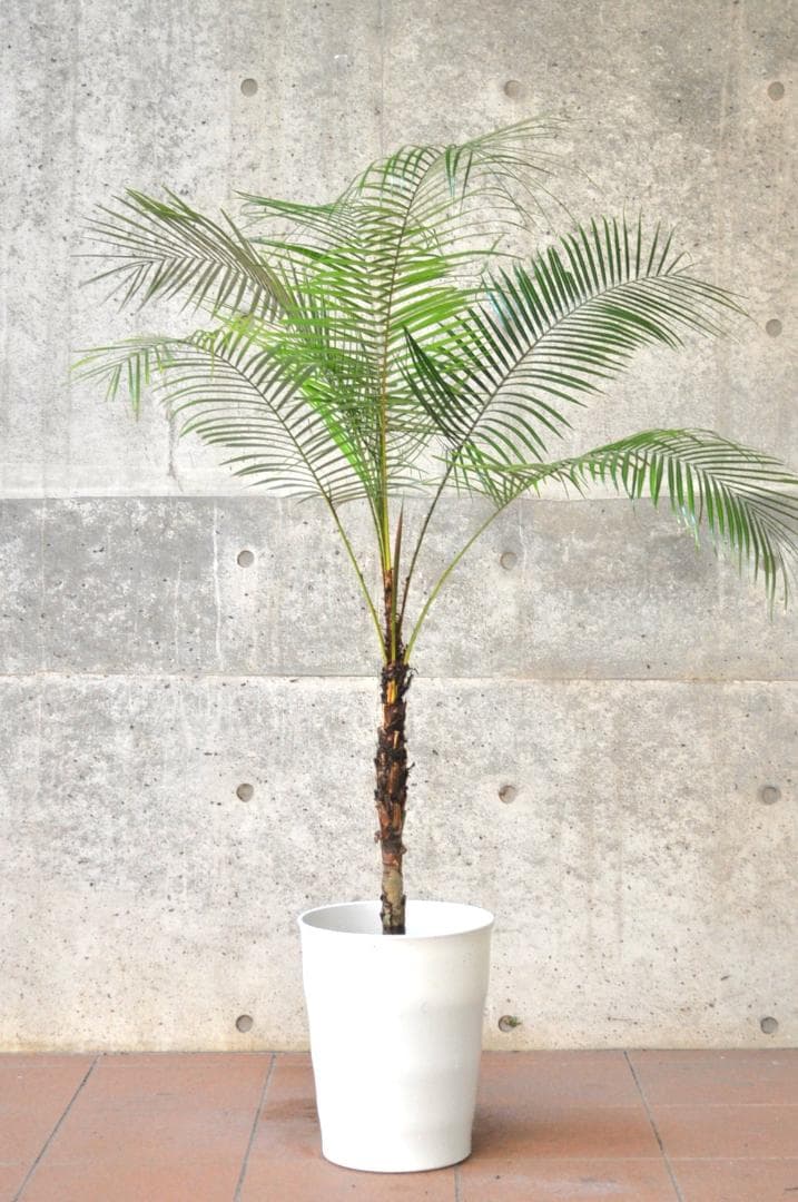 ブラジルヒメヤシ 150cm 10号